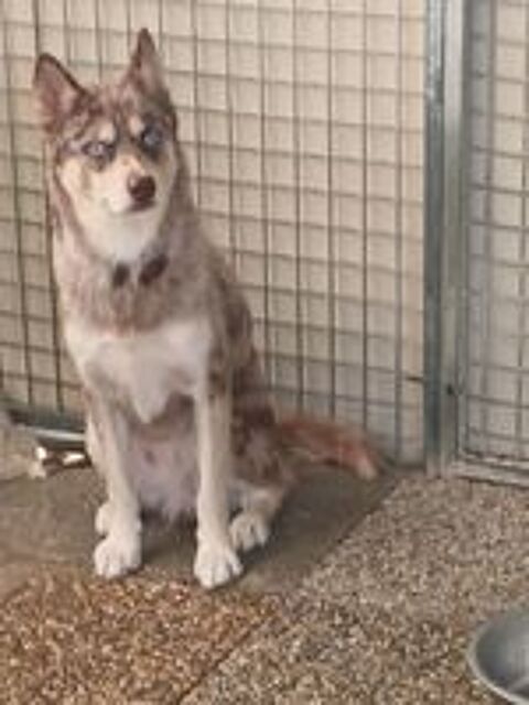   Pomsky f2 a placer  