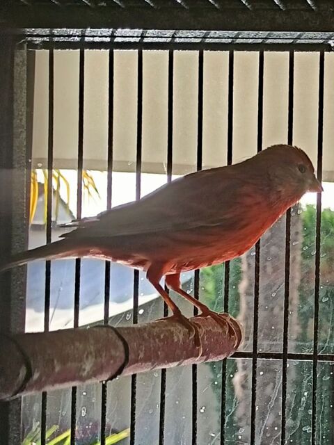 Canaris et Paddas 20 77750 Saint-cyr-sur-morin