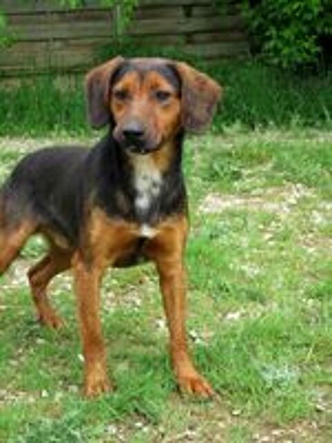  FLIP, petit bout de chien, est à l'adoption! 