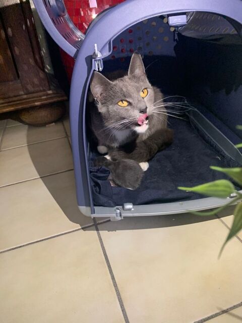 l'annonce Bb chat crois bleu russe et british shorthair et sa maman british shorthair + nourriture cage offerte 500 Denain (59)