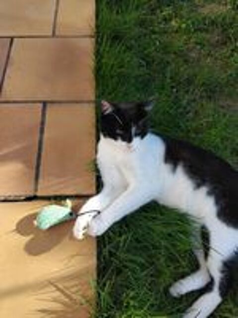   À LA RECHERCHE DE MANNY JEUNE CHAT MÂLE NOIR ET BLANC 