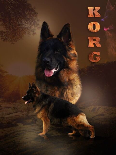 A r&eacute;server chiots berger allemand poils longs n&eacute;s le 25/04/2 1350 52600 Culmont