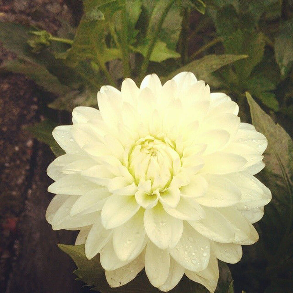 2 bulbes de dahlia blanc Jardin