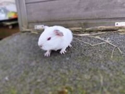   B�b� cochon d'Inde m�le  