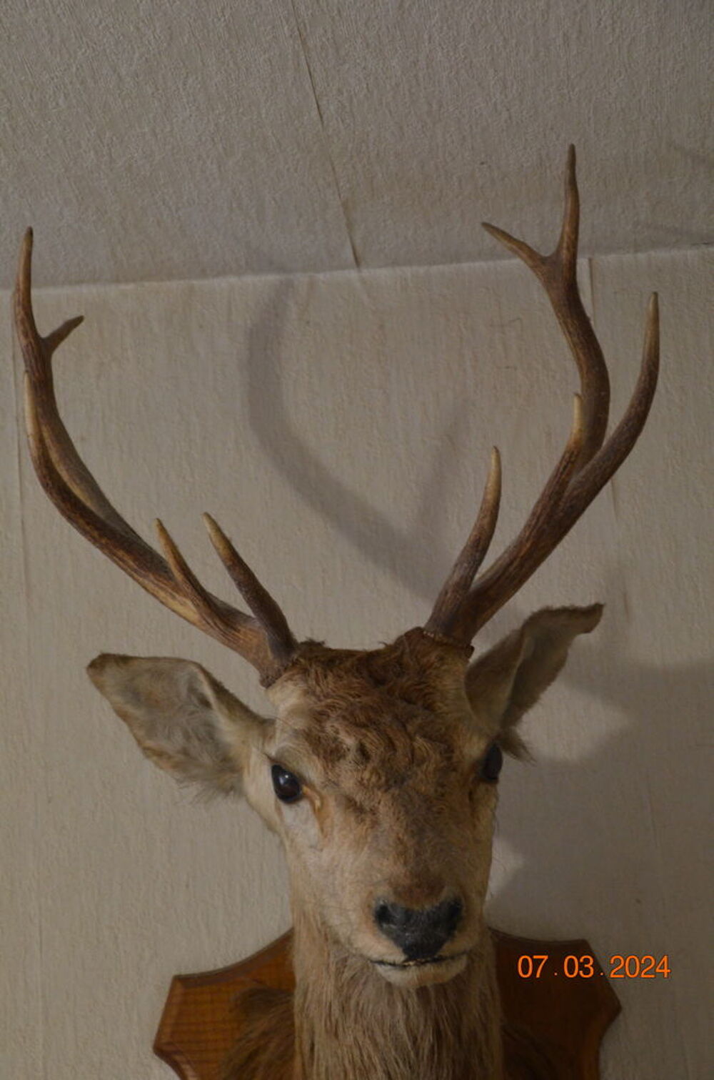 Taxidermie 
