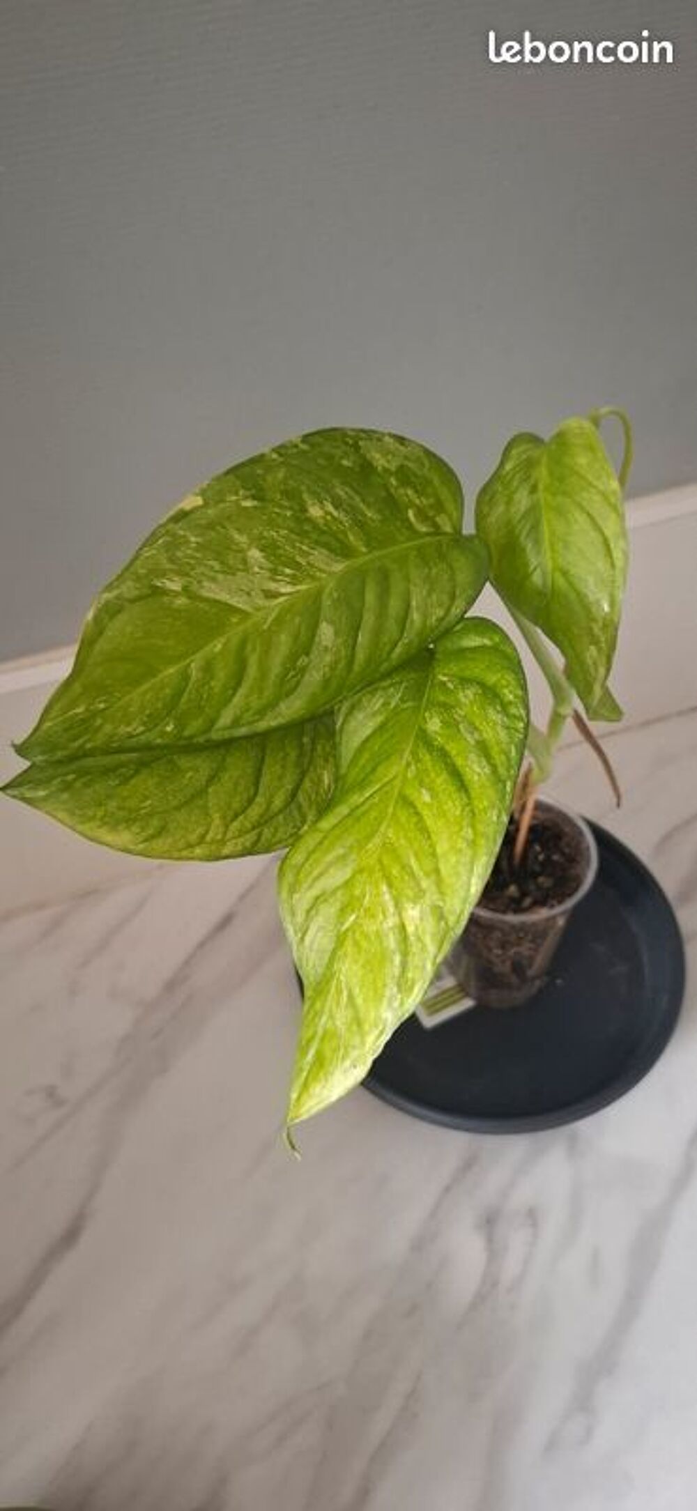 Monstera lechleriana variegata bouture 53 Décoration