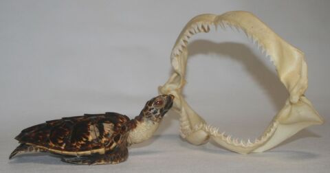 Tortue naturalisée des Maldives. Courry (30)