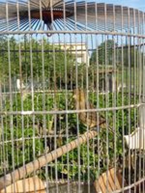   FEMELLE CANARI  