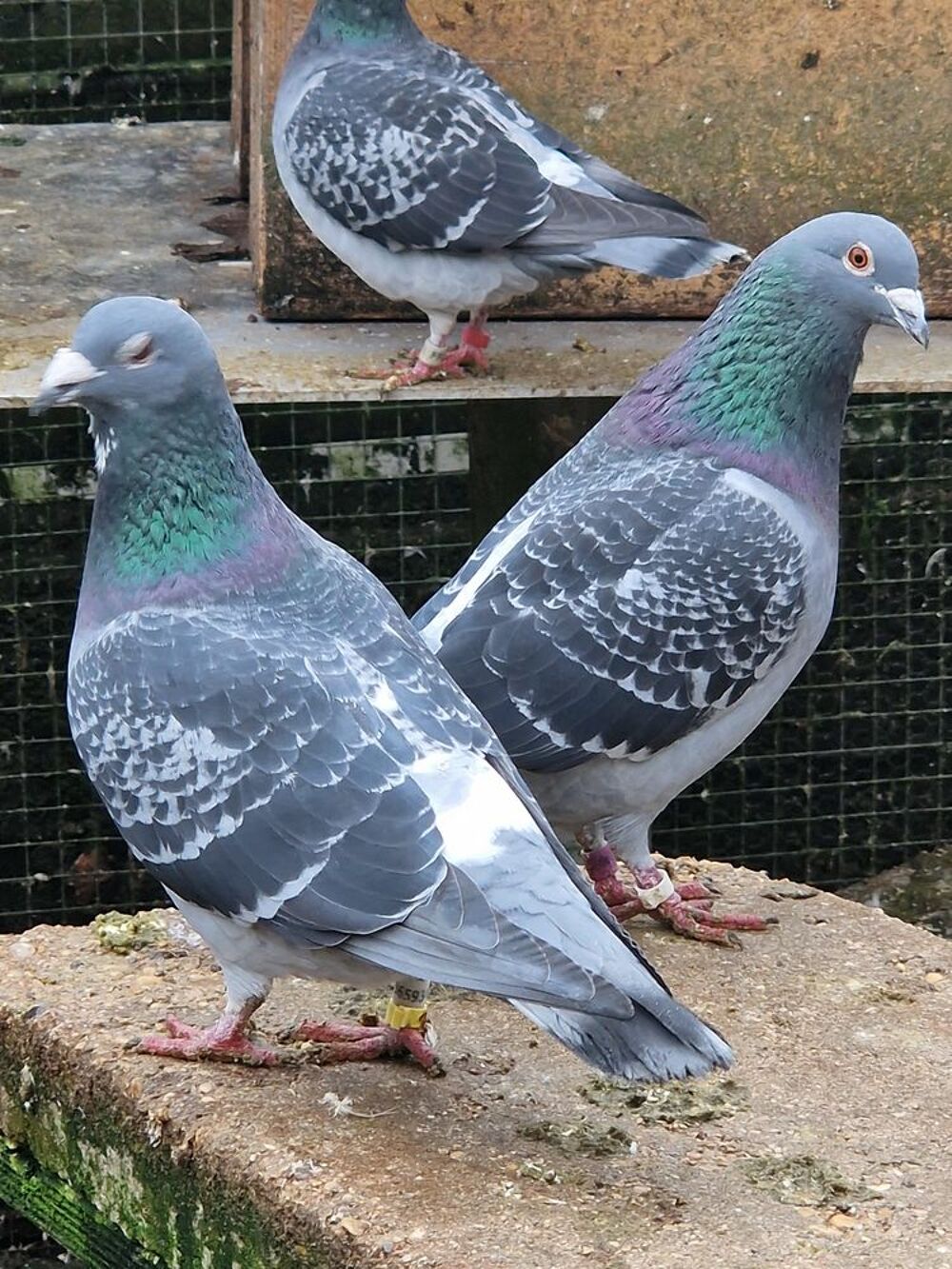   Couple Pigeon voyageur  