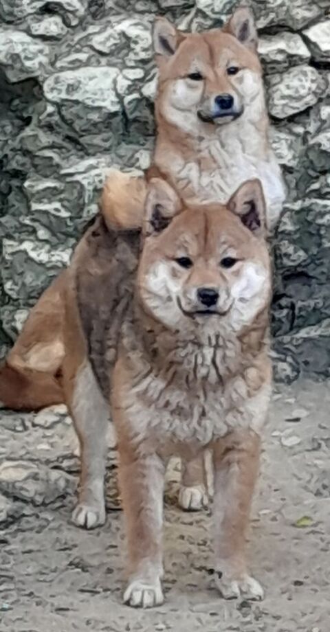 Shiba inu 500 46300 Gourdon