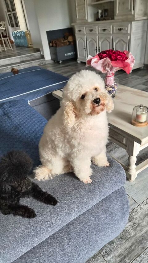 Femelle caniche petite naine blanche 1200 86430 Luchapt