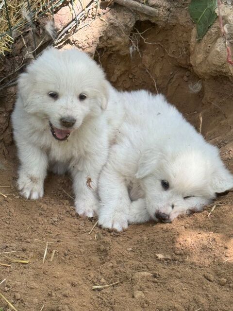 Chiot montagne des pyr&eacute;n&eacute;es / patou 400 28210 Saint-lucien