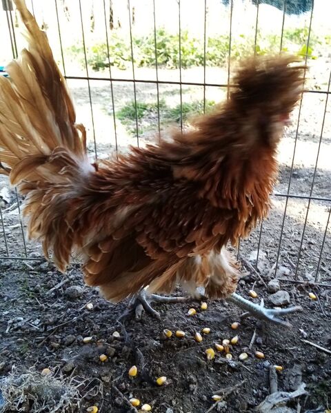 Coq padoue chamois frisé 10 65150 Saint-laurent-de-neste