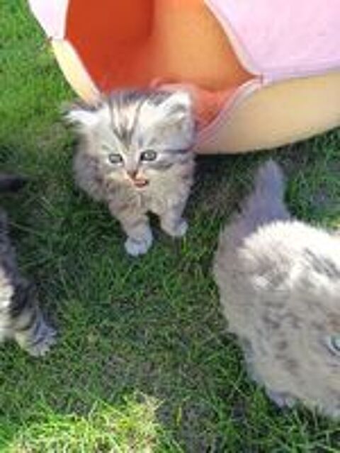   Chaton persan 