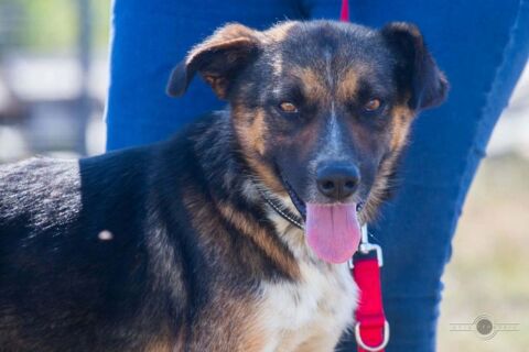 ZEUS  crois&eacute; de 2 ans. 300 44190 Clisson