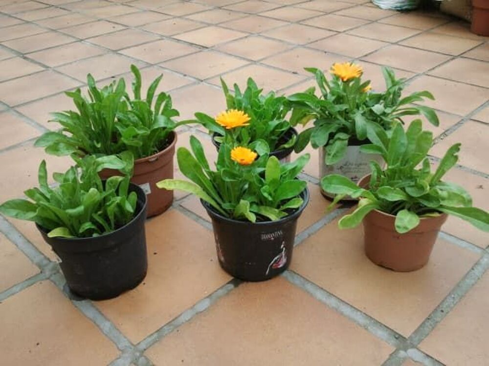 Gros Pot de "Souci" - Rustique Jardin