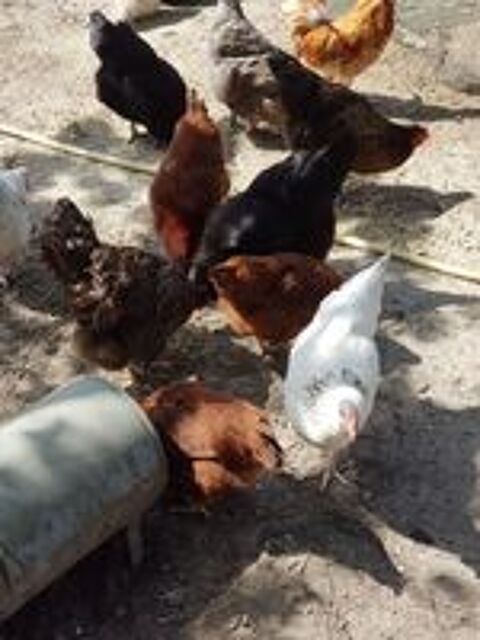   Poules pondeuses 