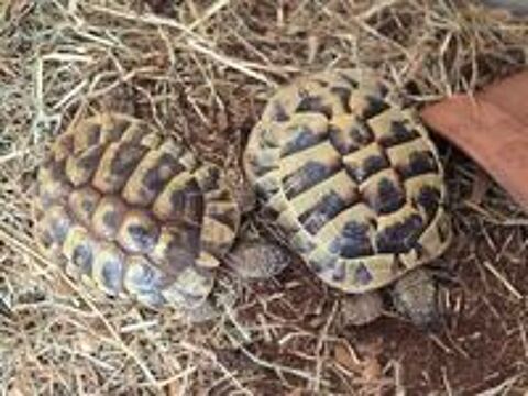   Tortues 4/5 ans environs 