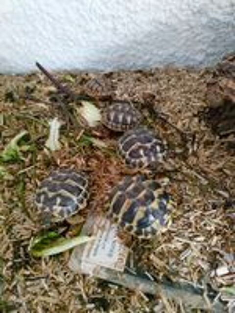   tortue 
