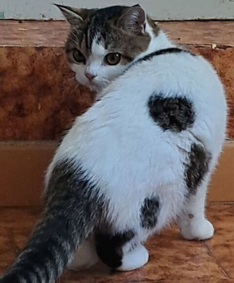 Charmants petits chatons de compagnie 190 82390 Durfort-lacapelette