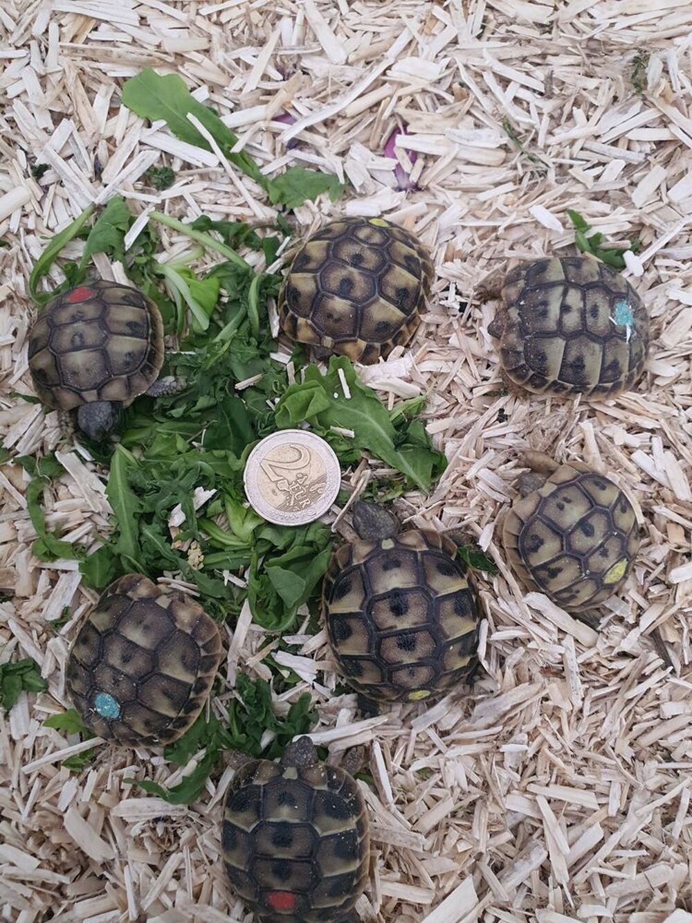   Tortue de jardin  