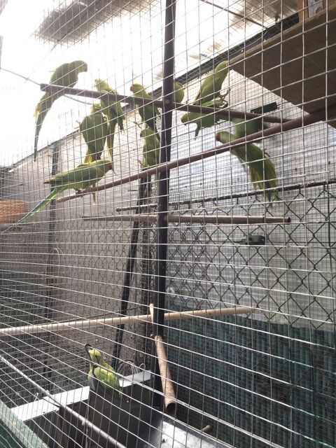 Perruches vertes collier , 20 77950 Maincy