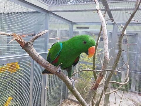 Eclectus 1190 35136 Saint-jacques-de-la-lande