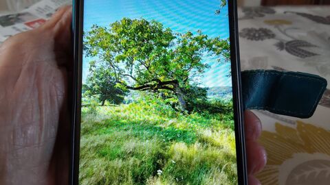 Noyer 300 Saint-L�ger-sous-Beuvray (71)