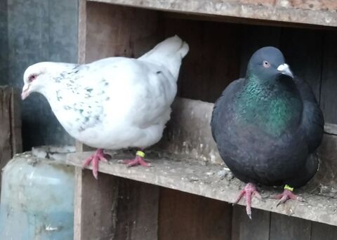 Pigeon texan 10 44320 Saint-p�re-en-retz