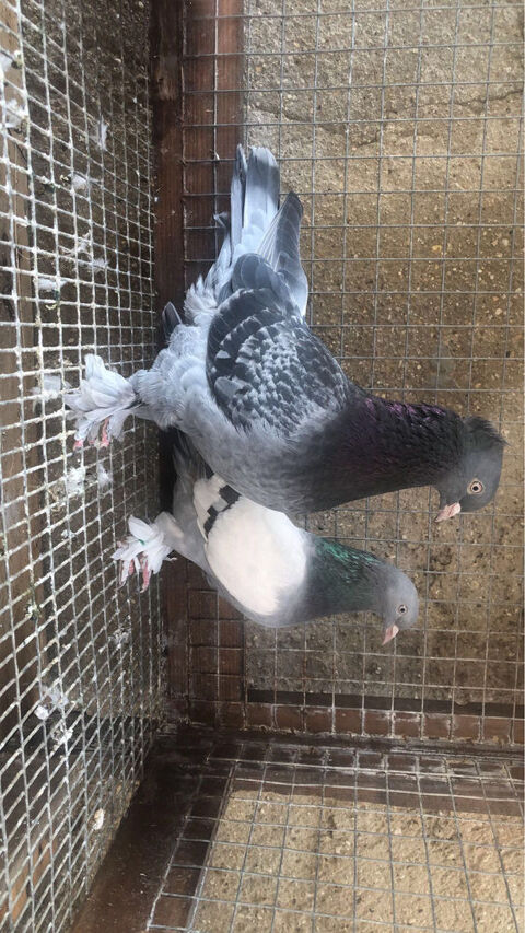 Pigeon takla 100 89400 Migennes