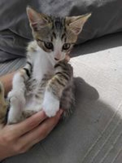   CHATON 