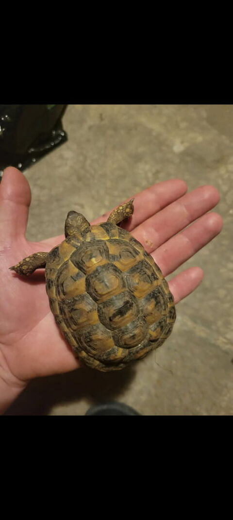Tortue Greeca  60 84000 Avignon