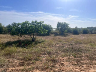  Terrain à vendre 2887 m² Dimes, bekalta, tunisie