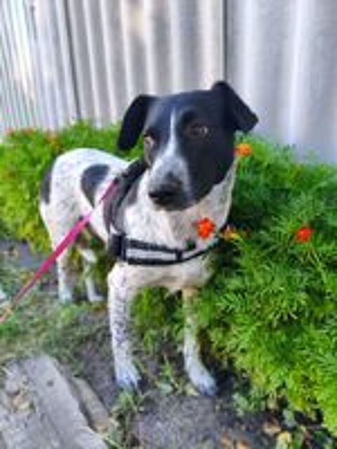   A L'ADOPTION JACK 