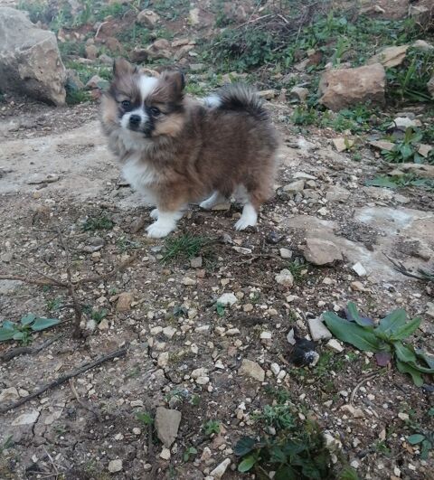 Femelle spitz 
950 12200 Villefranche-de-rouergue