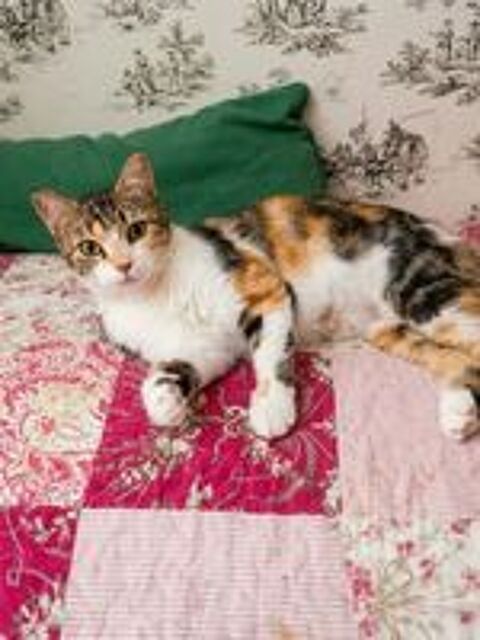   Kathleen 1 an gentille chatte cherche adoptants 