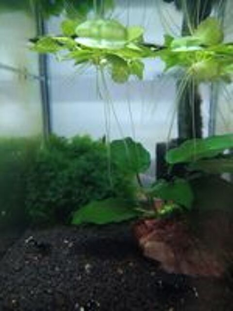   Lot de Plantes de surface pour aquarium/Limnobium laevigatum 