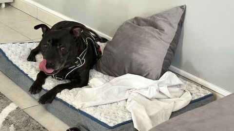 Chienne staffie 7 ans 0 74350 Copponex