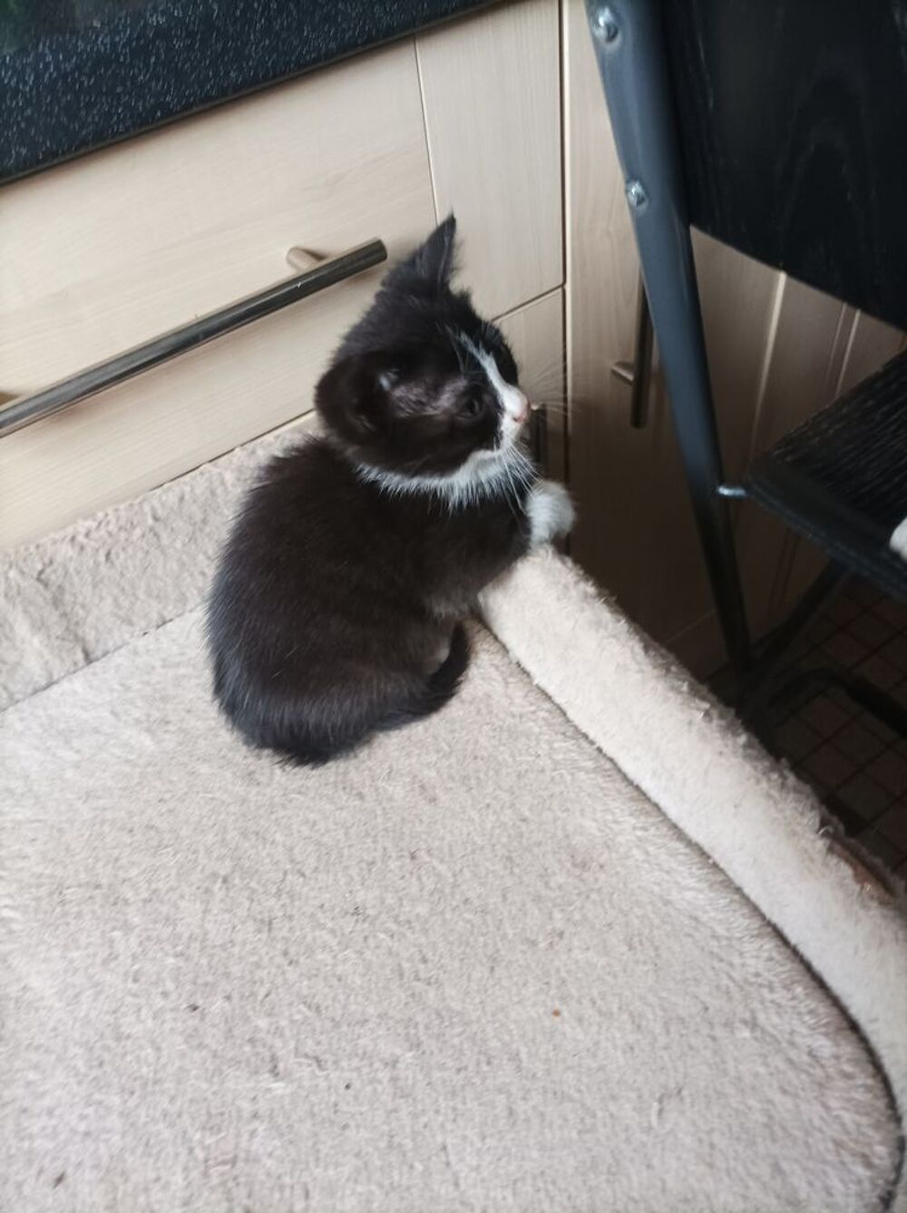   chatons 