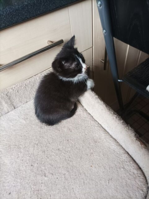 chatons 0 62000 Dainville