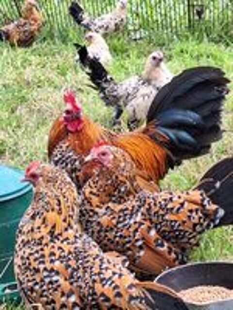   Couple poule sabelpoot  