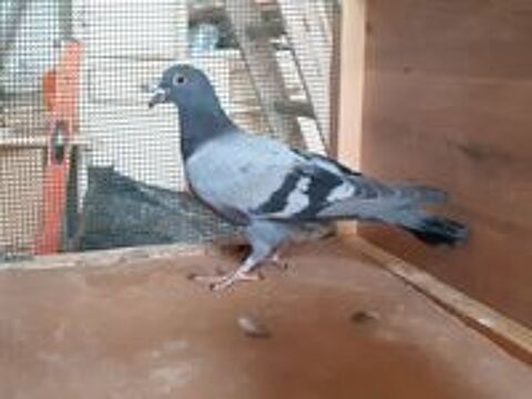   JEUNES PIGEONS TYPE VOYAGEUR  DE  COULEUR  BLEUE 