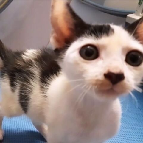 ✨️ NESTOR ✨️ 🐱 0 44100 Nantes