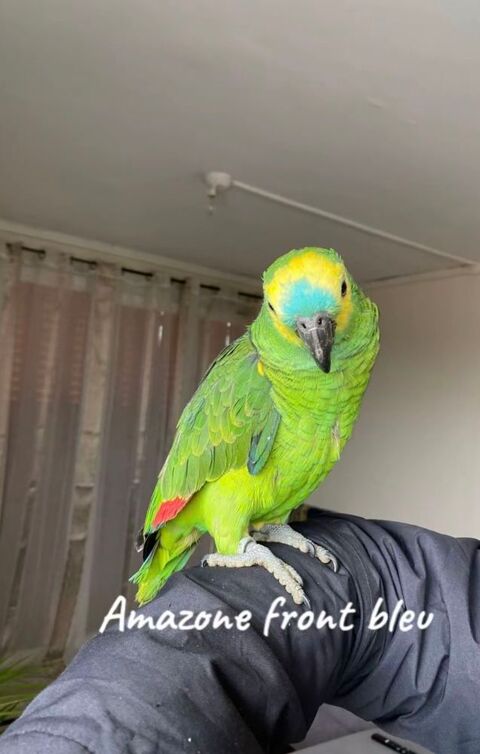 Rio perroquet AMAZONE &Agrave; FRONT BLEU 2 1200 11000 Carcassonne