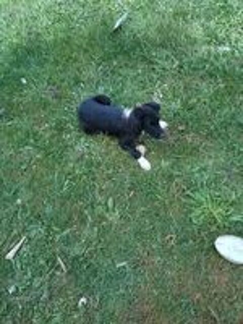   de chiots 