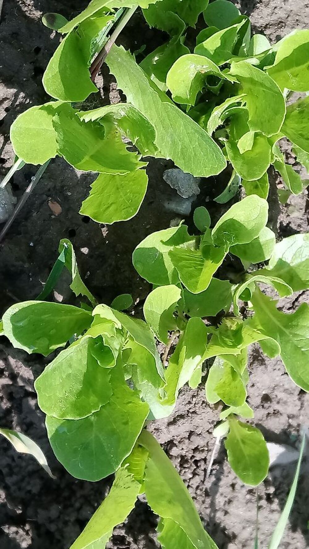 Salade bio
Jardin