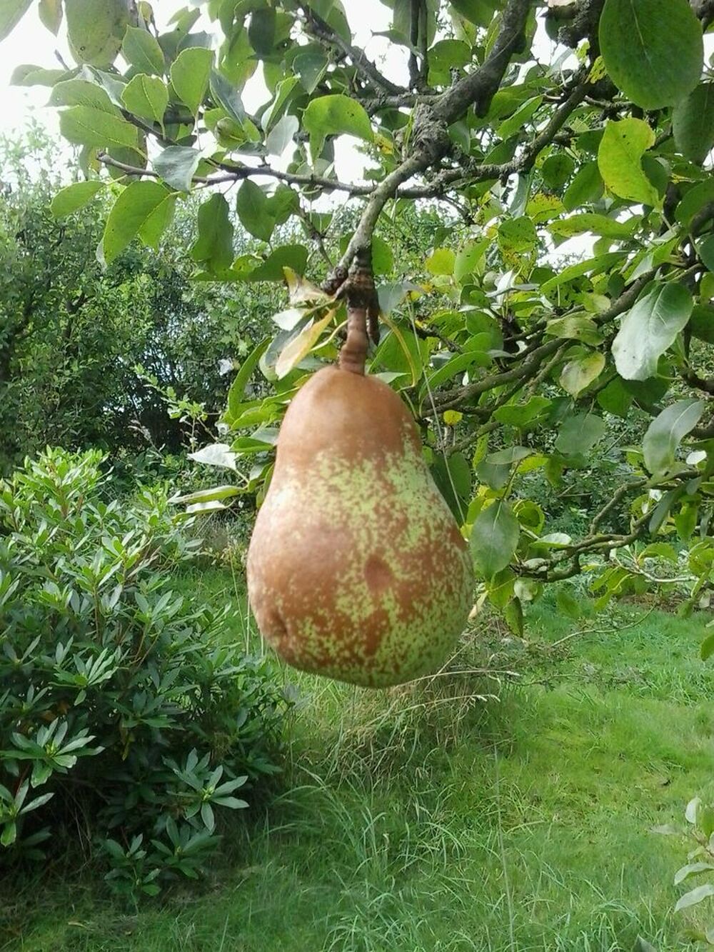 poires Jardin