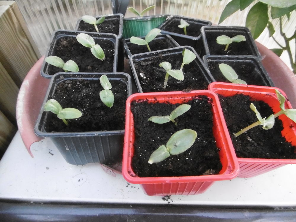 plans de concombre Jardin