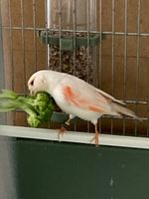   Canaris (couple) 