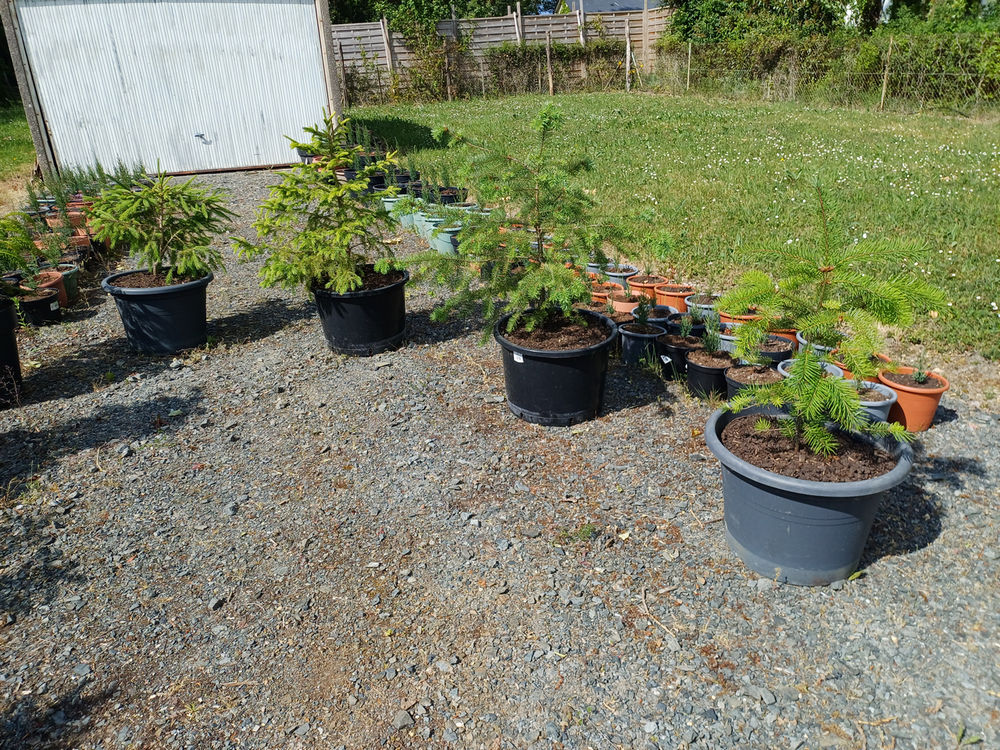 EPICEA de NORVEGE Jardin